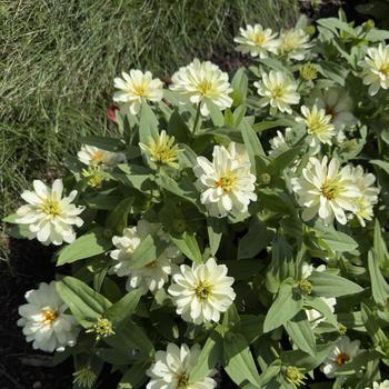 Zinnia Profusion '' (305170)