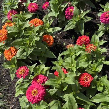 Zinnia elegans Elegant™ '' (305171)
