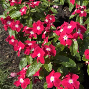 Catharanthus roseus 'Red Halo' 