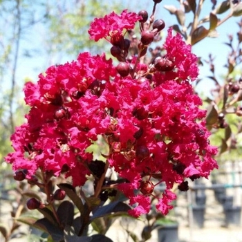 Lagerstroemia indica 'Whit IX' PP20,872