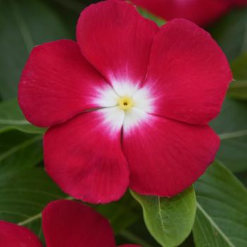 Catharanthus roseus Pacifica XP 'Red Halo' (305177)