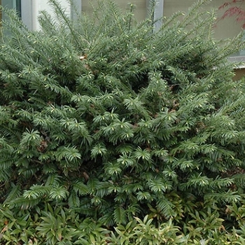 Cephalotaxus harringtonia 'Duke Gardens' 