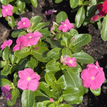 Catharanthus roseus Pacifica XP '' (305179)
