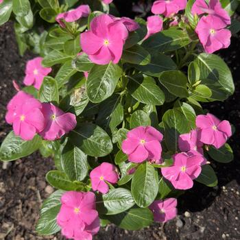 Catharanthus roseus Pacifica XP '' (305180)