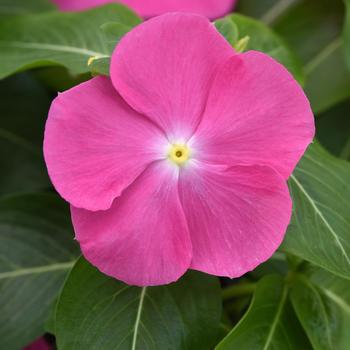Catharanthus roseus Pacifica XP '' (305181)