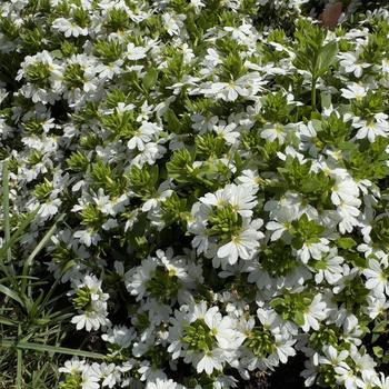 Scaevola aemula 'Scala Cappello White' (305182)