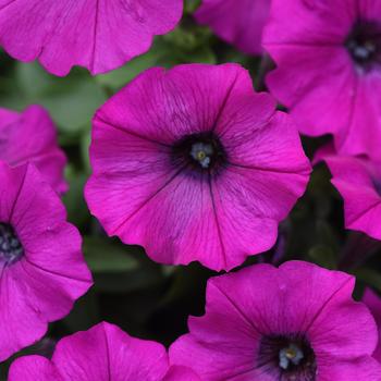 Petunia 