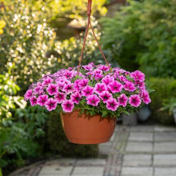 Petunia Shock Wave™ '' (305186)