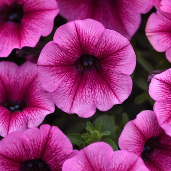 Petunia Shock Wave™ '' (305187)