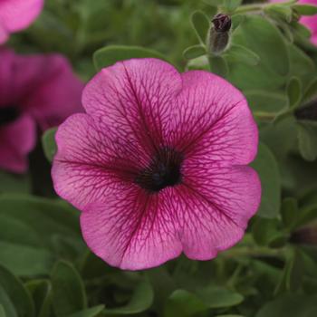 Petunia Shock Wave™ '' (305188)
