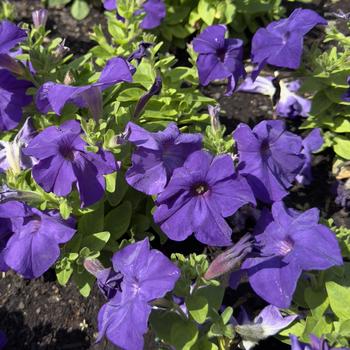 Petunia EZ Rider® '' (305189)