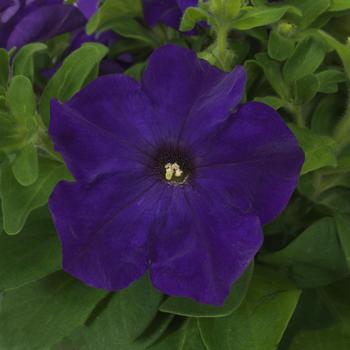 Petunia EZ Rider® '' (305190)