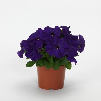 Petunia EZ Rider® '' (305191)