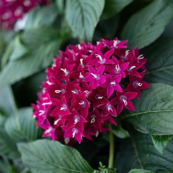 Pentas lanceolata Graffiti® '' (305192)