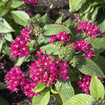 Pentas lanceolata Graffiti® '' (305194)