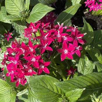Pentas lanceolata Graffiti® '' (305195)