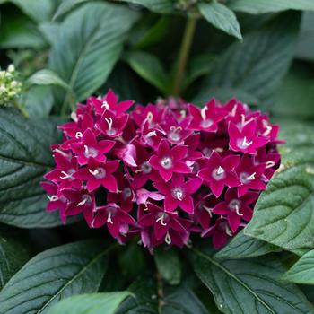 Pentas lanceolata Graffiti® '' (305196)