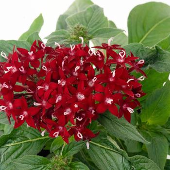 Pentas lanceolata Graffiti® '' (305197)