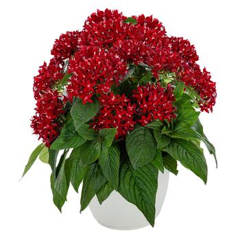 Pentas lanceolata Graffiti® '' (305198)