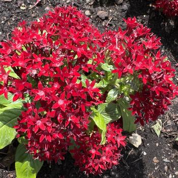 Pentas lanceolata Graffiti® '' (305199)