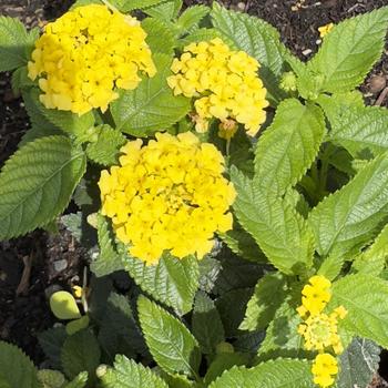 Lantana camara Shamrock™ '' (305200)