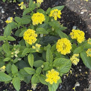 Lantana camara Shamrock™ '' (305201)