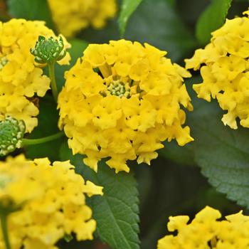 Lantana camara