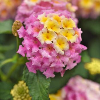Lantana camara
