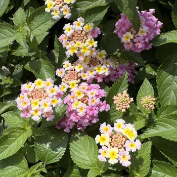 Lantana camara Shamrock™ '' (305206)