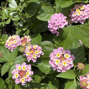 Lantana Heartland® 'Blue Moon Improved' (305207)