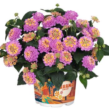 Lantana Heartland® 'Blue Moon Improved' (305208)