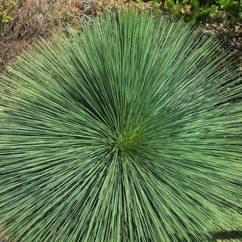 Dasylirion longissimum