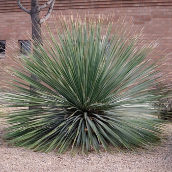 Dasylirion wheeleri