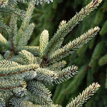 Picea mariana 'Aureovariegata' 