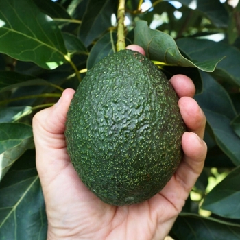 Persea americana 'Hass' 