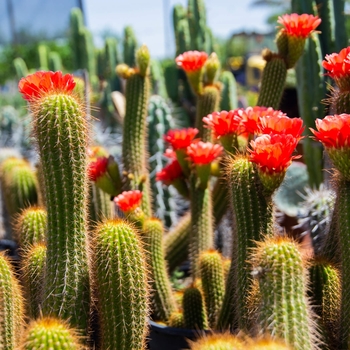 Echinopsis huascha var. grandiflora