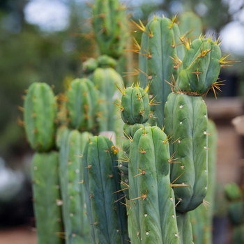 Echinopsis pachanoi
