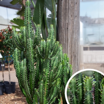 Euphorbia ammak 'Green' 