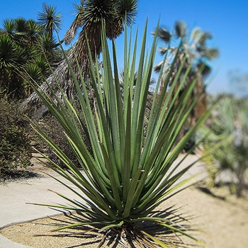 Furcraea macdougalii