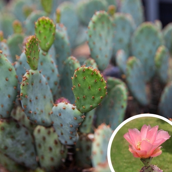 Opuntia x basilaris 'Baby Rita' 