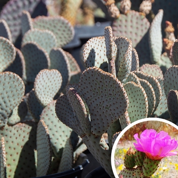 Opuntia basilaris