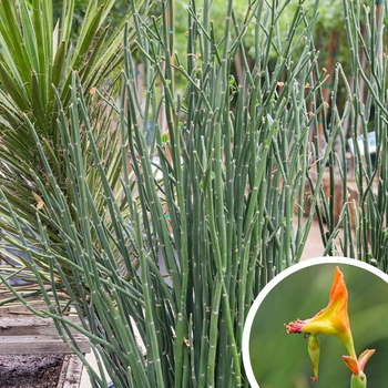 Pedilanthus macrocarpus