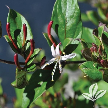 Lonicera japonica 'Purpurea' 