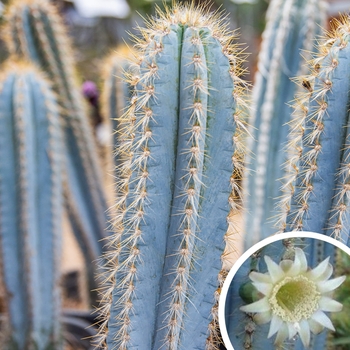 Pilosocereus azureus