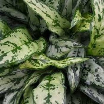 Aglaonema commutatum 'Romeo'