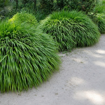 Hakonechloa macra