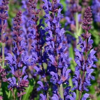 Salvia nemorosa 'Dark Matter™' PP28941P3