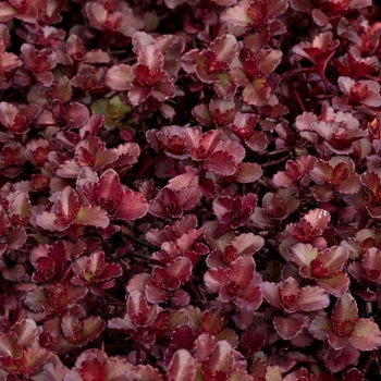 Sedum spurium 'Voodoo' 