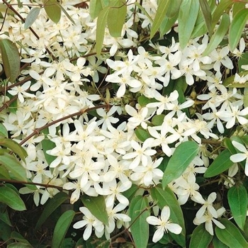 Clematis armandii 'Snowdrift' 