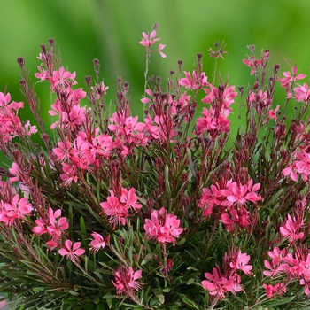 Gaura lindheimeri 'Dark Rose' PP24600P2